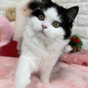 スコティッシュフォールド(立ち耳)【京都府・女の子・2025年5月13日・ブラック&ホワイト（長毛）】の写真「🩷甘えたガール🩷」