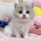 スコティッシュフォールド(立ち耳)