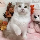 スコティッシュ×マンチカン