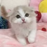 スコティッシュフォールド(折れ耳)