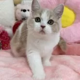 スコティッシュフォールド(立ち耳)