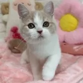 スコティッシュフォールド(立ち耳)