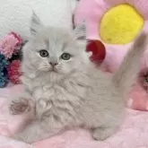 スコティッシュフォールド(立ち耳)