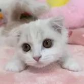 スコティッシュフォールド(折れ耳)
