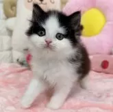 スコティッシュフォールド(立ち耳)
