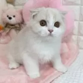 スコティッシュフォールド(折れ耳)