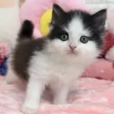 スコティッシュフォールド(立ち耳)