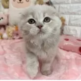 スコティッシュフォールド(折れ耳)