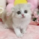 スコティッシュフォールド(折れ耳)