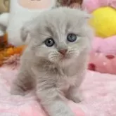スコティッシュフォールド(折れ耳)