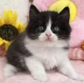 スコティッシュフォールド(立ち耳)【京都府・男の子・2025年6月14日・ブラック&ホワイト】の写真2