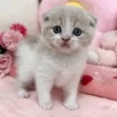 スコティッシュフォールド(折れ耳)【京都府・男の子・2025年3月14日・クリームタビー&ホワイト】の写真2