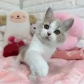 スコティッシュフォールド(立ち耳)【京都府・女の子・2025年8月7日・クリームタビー&ホワイト】の写真2