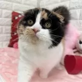 スコティッシュフォールド(折れ耳)【京都府・女の子・2024年7月5日・キャリコ】の写真4