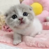 スコティッシュフォールド(折れ耳)【京都府・男の子・2025年3月14日・クリームタビー&ホワイト】の写真5