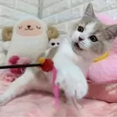 スコティッシュフォールド(立ち耳)【京都府・女の子・2025年8月7日・クリームタビー&ホワイト】の写真5