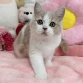 スコティッシュフォールド(立ち耳)【京都府・女の子・2025年8月7日・クリームタビー&ホワイト】の写真6