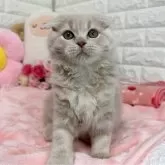 スコティッシュフォールド(折れ耳)【京都府・女の子・2025年8月7日・クリームタビー】の写真6