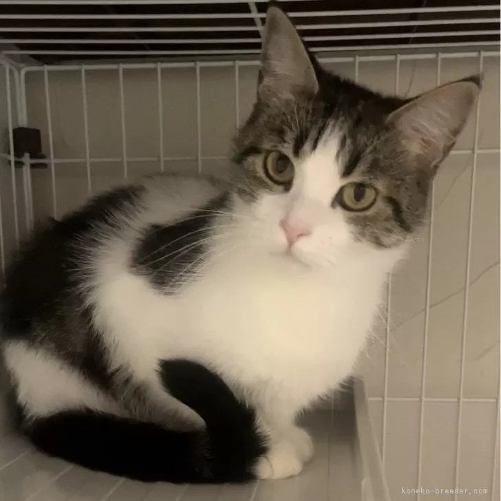 ID：2407-01451の子猫