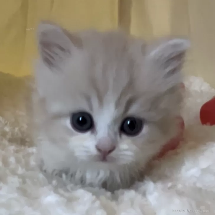 ID：2405-00656の子猫