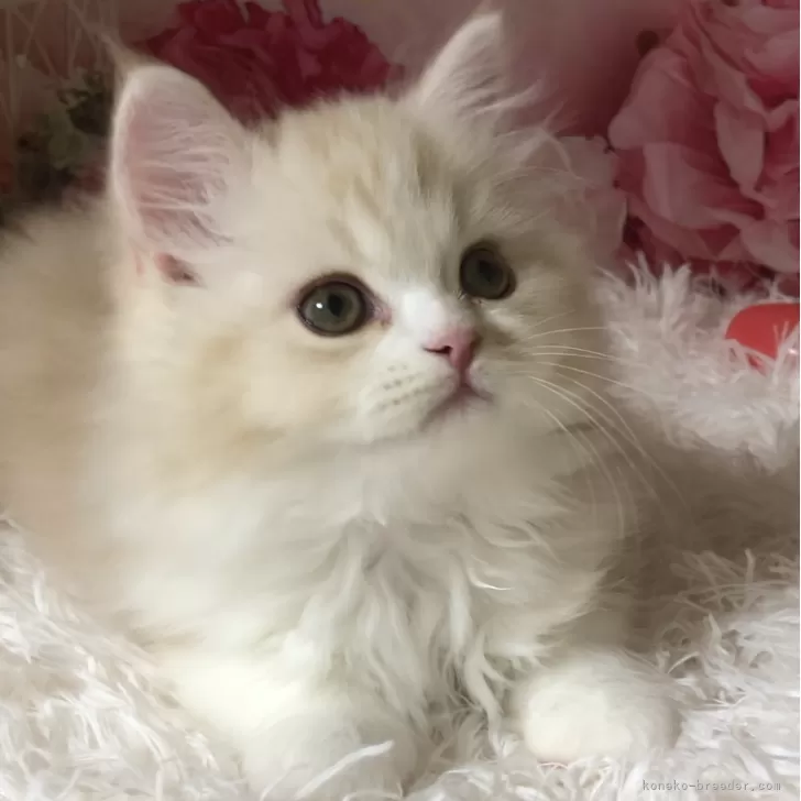 A.I 様のお迎えした子猫
