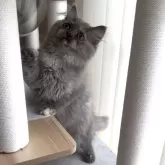 ミヌエット(長足)【愛知県・女の子・2025年8月8日・ブルーパッチドタビー&ホワイト】の写真10