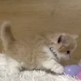 ミヌエット(短足)【愛知県・男の子・2025年10月15日・クリームタビー&ホワイト】の写真13