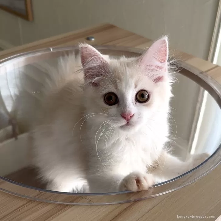 ID：2506-02065の子猫