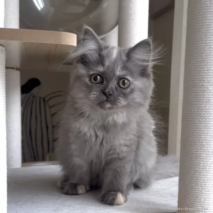 ミヌエット(長足)【愛知県・女の子・2025年8月8日・ブルーパッチドタビー&amp;ホワイト】の写真1