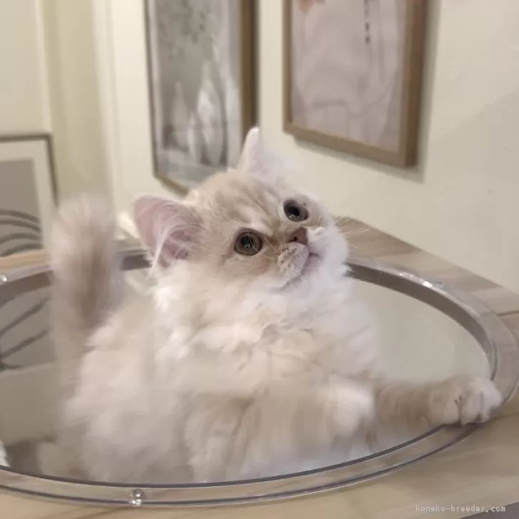 ミヌエット(長足)【愛知県・男の子・2025年9月6日・クリームタビー&amp;ホワイト】の写真1