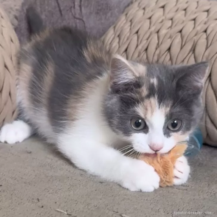 マンチカン(長足)【愛知県・女の子・2025年9月14日・ブルーパッチドタビー&amp;ホワイト】の写真1