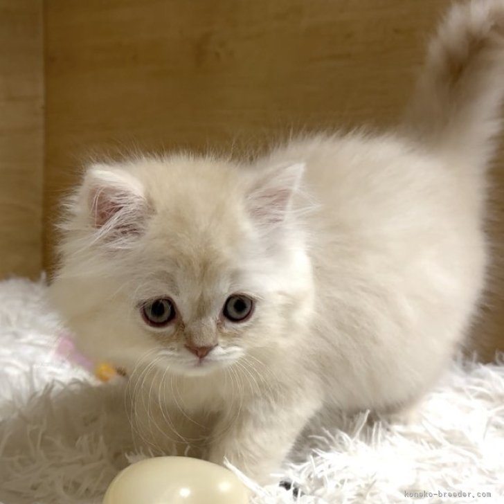 ブリーダー画像