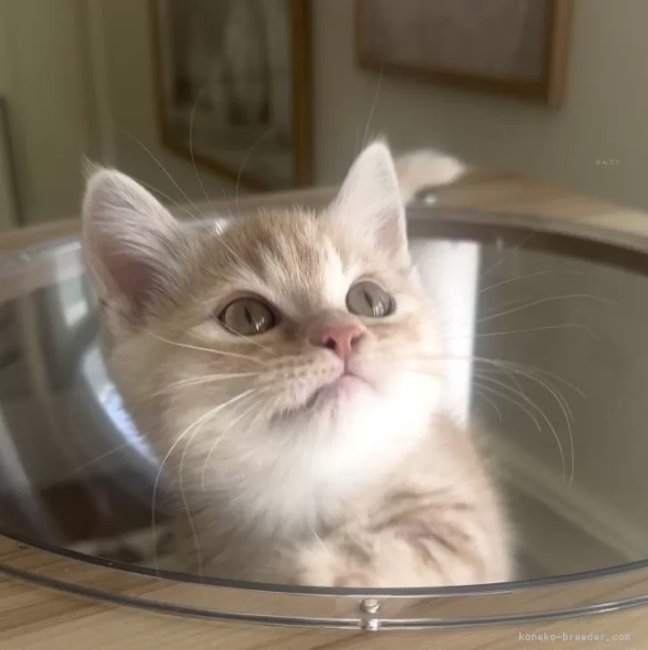 ID：2510-00727の子猫