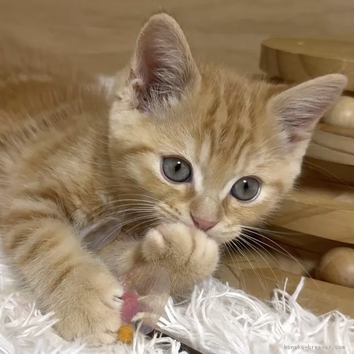 Y 様のお迎えした子猫