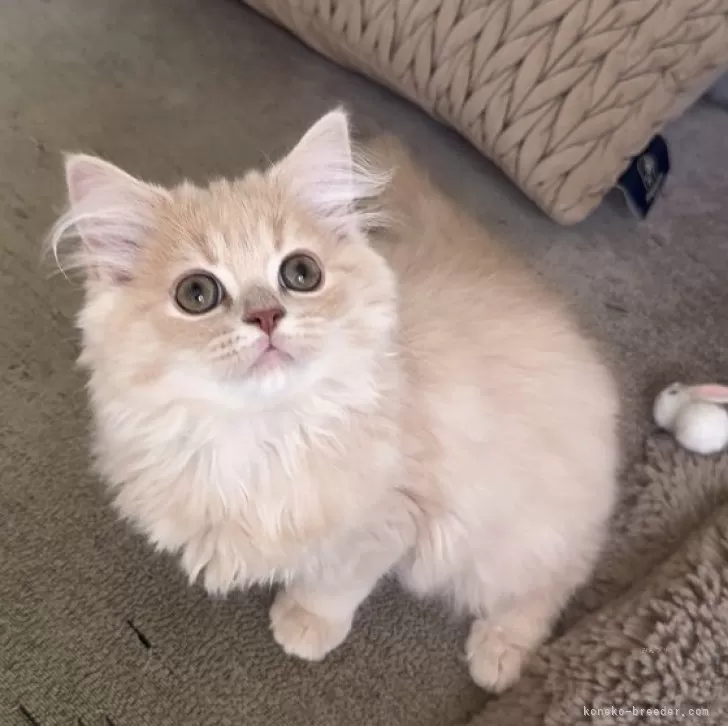 ミヌエット(長足)【愛知県・女の子・2025年9月6日・クリームタビー】の写真1