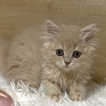 ミヌエット(長足)【愛知県・女の子・2025年9月6日・クリームタビー（ロング）】の写真「ベビーフェイスの女の子😍人懐っこいです❤️」