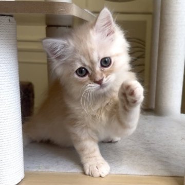 ミヌエット(長足)【愛知県・男の子・2025年9月6日・クリームタビー&ホワイト（ロング）】の写真「おめめクリクリの男の子😍甘えんぼ❤️」