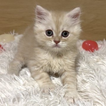 ミヌエット(長足)【愛知県・男の子・2025年9月6日・クリームタビー&ホワイト（ロング）】の写真「おめめクリクリの男の子😍甘えんぼ❤️」