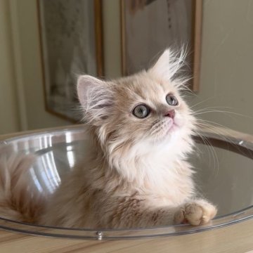 ミヌエット(長足)【愛知県・女の子・2025年9月6日・クリームタビー（ロング）】の写真「ベビーフェイスの女の子😍人懐っこいです❤️」