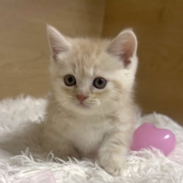 マンチカン(短足)【愛知県・男の子・2025年9月14日・レッドタビー&ホワイト】の写真「ムチコロマンチ❤️甘えんぼちゃん😍」