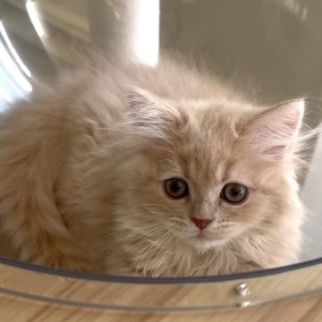 ミヌエット(長足)【愛知県・女の子・2025年9月6日・クリームタビー（ロング）】の写真「ベビーフェイスの女の子😍人懐っこいです❤️」