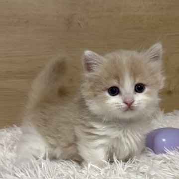 ミヌエット(短足)【愛知県・男の子・2025年10月15日・クリームタビー&ホワイト（ロング）】の写真「ムチコロ❤️とってもイケメン😍」