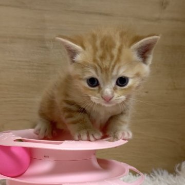 マンチカン(長足)【愛知県・男の子・2025年6月2日・レッドタビー】の写真「大人しく優しい性格♡」