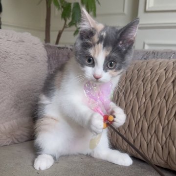 マンチカン(長足)【愛知県・女の子・2025年9月14日・ブルーパッチドタビー&ホワイト】の写真「パステルカラーの女の子❤️」