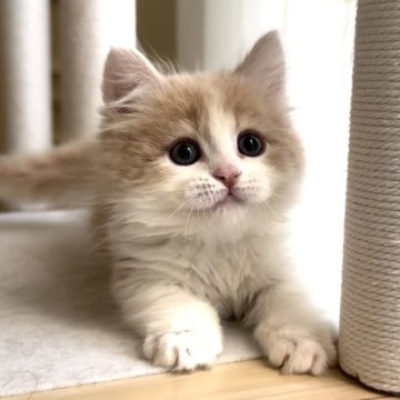 ミヌエット(短足)【愛知県・男の子・2025年10月15日・クリームタビー&ホワイト（ロング）】の写真「ムチコロ❤️とってもイケメン😍」