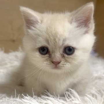 ミヌエット(短足)【愛知県・女の子・2025年9月26日・クリームタビー】の写真「おめめクリクリ😍ムチコロ女の子❤️」