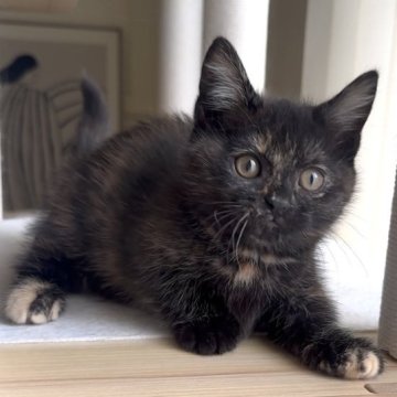 マンチカン(短足)【愛知県・女の子・2025年9月14日・トーティ&ホワイト】の写真「小柄な丸顔の女の子❤️顔も性格も文句ナシです😍」