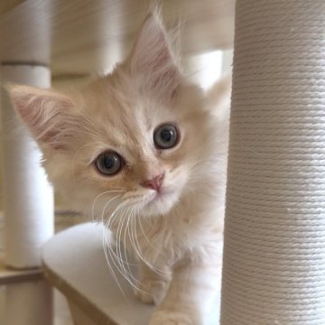 ミヌエット(長足)【愛知県・男の子・2025年9月6日・クリームタビー&ホワイト（ロング）】の写真「おめめクリクリの男の子😍甘えんぼ❤️」