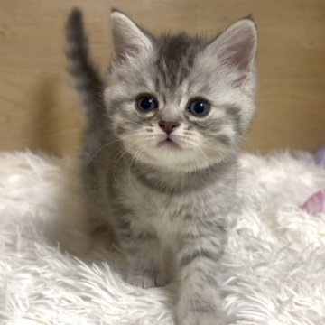 ミヌエット(長足)【愛知県・女の子・2025年9月26日・ブルーパッチドタビー】の写真「キュルキュル目❤️まん丸お顔の女の子😍」