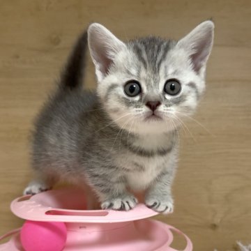 マンチカン(短足)【愛知県・女の子・2025年6月2日・ブルーパッチドタビー&ホワイト】の写真「スリスリしてくる甘えんぼな女の子♡」